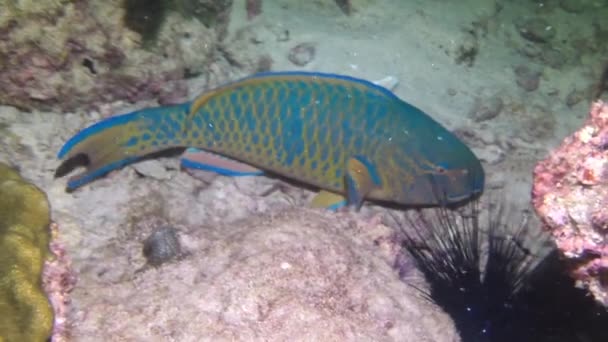 Skönheten Korallreven Förstärks Närvaron Vacker Fisk Simning Korallrev Några Mest — Stockvideo