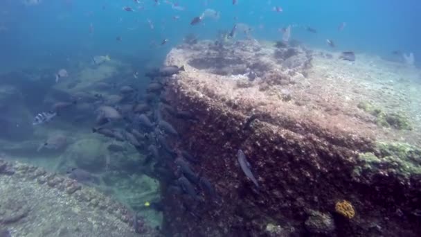 Shipwreck Home Many Fish Swimming Exploring Underwater World Adventure Other — Stock Video