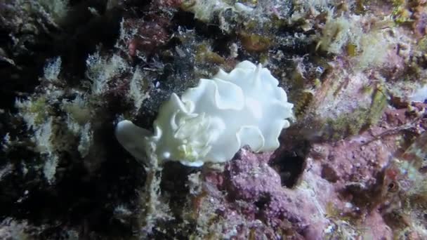 Podwodny Klan Ozdobiony Kolorami Piękną Formacją Koralową Panami Swojego Środowiska — Wideo stockowe