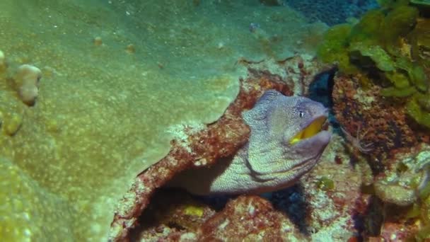 Colorful Moray Eel Captured Close Seen Midst Coral Underwater One — Stock Video