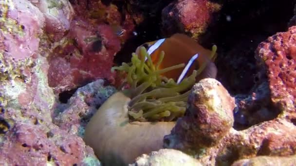 Unter Der Oberfläche Sieht Man Wunderschöne Fische Die Korallenformationen Herumflitzen — Stockvideo