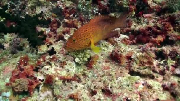 Gespot Vis Grouper Onderwater Zeebodem Van Oceaan Malediven Groepvis Achtergrond — Stockvideo