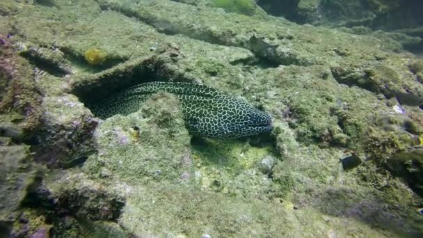 Close Cores Moray Enguia Meio Coral Fundo Subaquático Apesar Destes — Vídeo de Stock