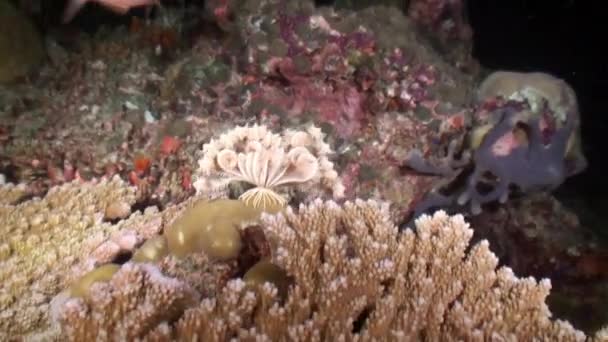 Echinoderm Pedinato Giglio Marino Sui Coralli Sottomarini Oceano Alle Maldive — Video Stock