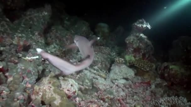 산호초에 전등을 비추는 광선을 배경으로 상어가 있습니다 몰디브에 대양의 산호초의 — 비디오