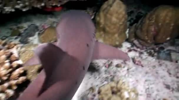 Maldivler Mercanlarla Kaplı Karanlık Sualtı Yatağı Üzerindeki Resif Köpekbalığı Maldivler — Stok video