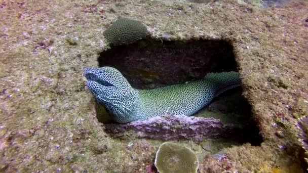 Corals Bottom Sea Close Shot Reveals Beautifully Colored Moray Eel — Stock Video