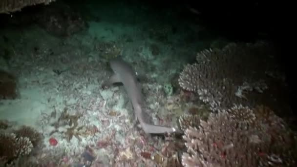 Tubarão Recife Esconde Corais Subaquáticos Nas Maldivas Tubarão Recife Subaquático — Vídeo de Stock