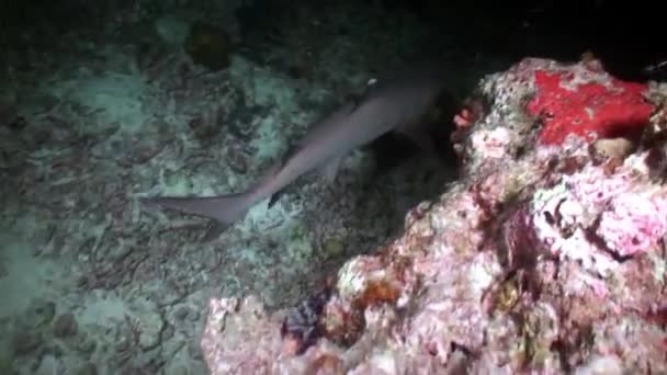 인도양 몰디브 2019 물고기와 속도의 스러운 산호초 상어가 몰디브의 어두운 — 비디오
