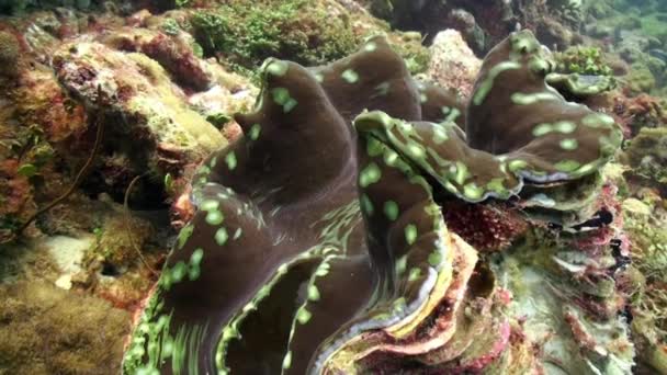 在马尔代夫海面上的海洋中 翠菊蛤蟆在水下生存 Tridacna Giant Clam 是在马尔代夫海域发现的一种双壳软体动物 这是软体动物中最大的一种 — 图库视频影像