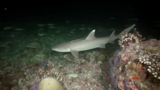 Escola Peixes Belo Tubarão Recife Fundo Mar Subaquático Escuro Maldivas — Vídeo de Stock
