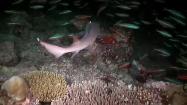 在马尔代夫黑暗的水下海底 成群的鲨鱼群中的珊瑚礁 马尔代夫海洋珊瑚礁的独特之处在于生活在那里的物种多种多样 — 图库视频影像