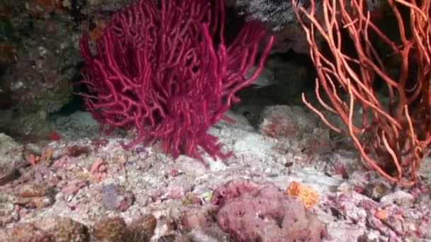 Röd Korall Vattnet Bakgrund Mörkblå Vatten Maldiverna Trevlig Bild Grund — Stockvideo