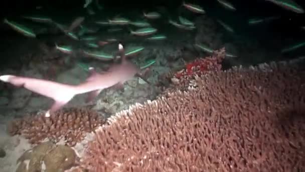 Peixe Enorme Tubarão Recife Subaquático Escuro Maldivas Abaixo Luz Lanternas — Vídeo de Stock