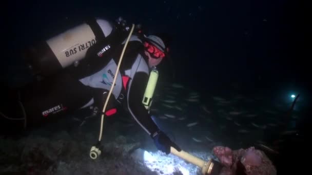 Indischer Ozean Malediven September 2019 Taucher Mit Unterwasserkorallen Fackel Auf — Stockvideo