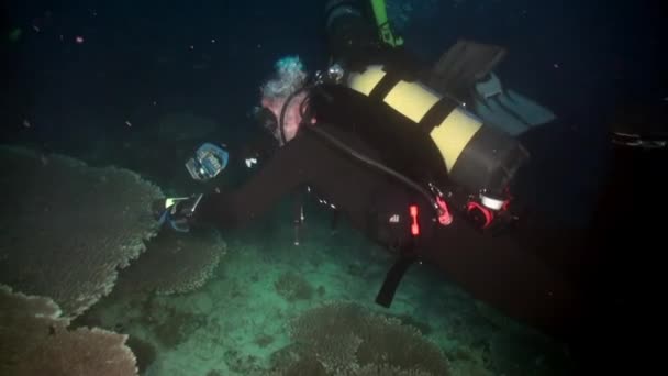 Oceano Índico Maldivas Setembro 2019 Mergulhador Fotografando Coral Subaquático Com — Vídeo de Stock