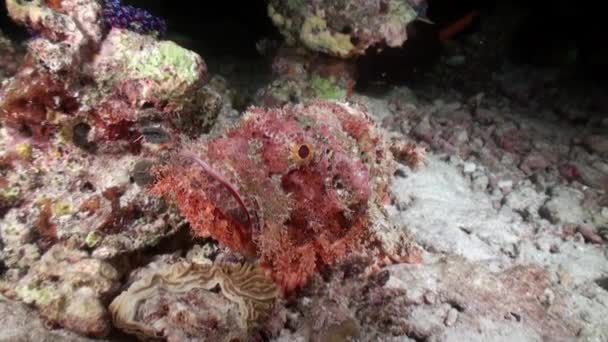 モルディブの水中でサンゴのクローズアップで毒のあるウォッチウォッチ魚サンゴ礁の底に生息し ふりをする背部に毒のある棘を持つ海洋捕食魚の家族 — ストック動画