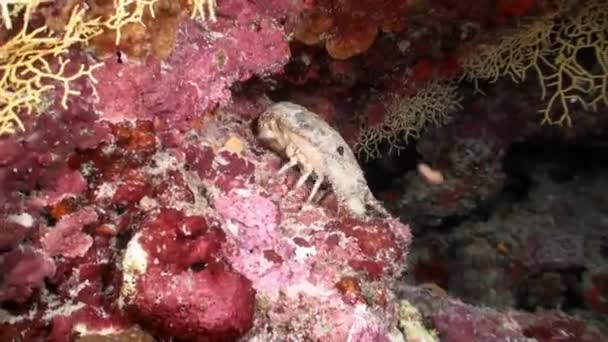 有毒な危険性のあるワツガメ魚モルディブで水中で危険なサンゴのクローズアップ サンゴの岩礁の底に生息し ふりをして戻って毒のある棘を持つ海洋捕食魚の家族 — ストック動画
