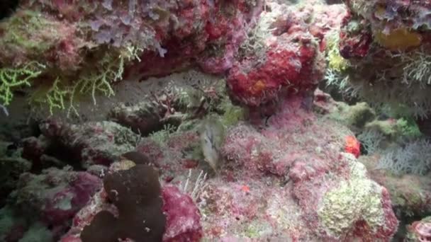 Warthog Peixes Corais Close Águas Claras Subaquática Maldives Marine Família — Vídeo de Stock
