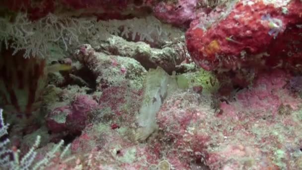 モルディブの水中で透明度の高い水中のサンゴのクローズアップで有害なワーツグ魚 サンゴ礁の近くの底に住んでいる背部に毒のある棘を持つ海洋捕食魚の家族とふりをする — ストック動画
