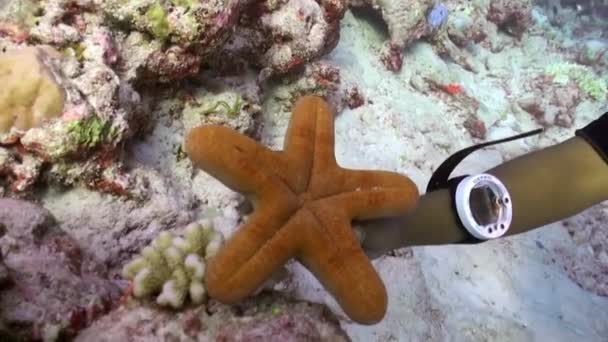 Samudera Hindia Maladewa September 2019 Bintang Laut Jingga Yang Indah — Stok Video