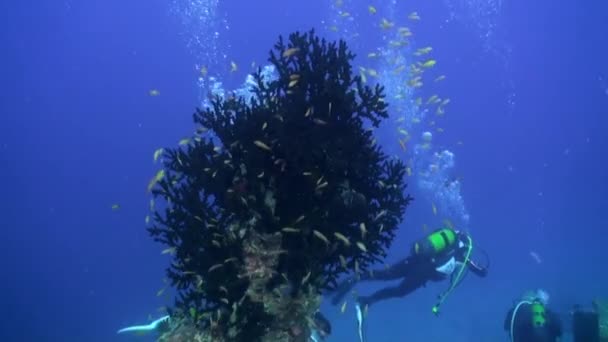 Indiai Óceán Maldív Szigetek 2019 Szeptember Zátonyok Kis Halak Úsznak — Stock videók