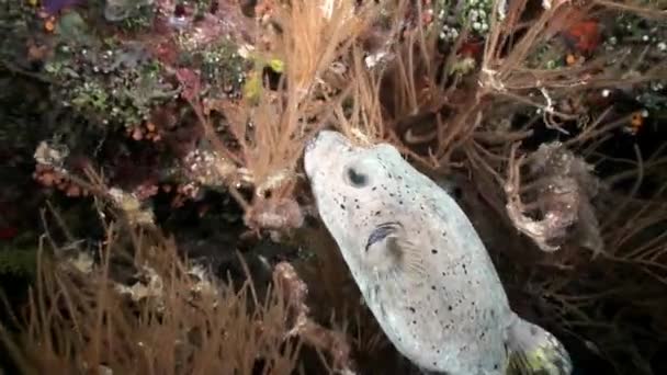 Дивовижна Коробка Риби Плаває Коралові Під Водою Мальдівах Крупним Планом — стокове відео