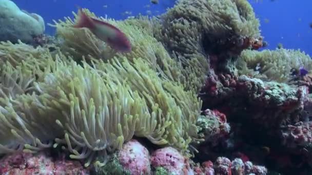 몰디브의 덕분에 빛나는 산호가 움직이고 있습니다 구조는 촉수와 중간체 프타의 — 비디오