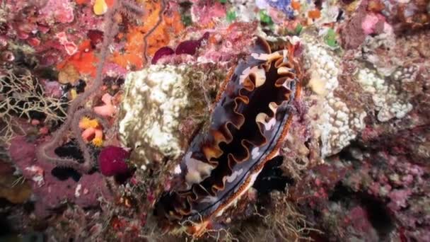 Tridacna Mollusks Underwater Coral Reef Ocean Maldives Tridacna Giant Clam — Stock Video
