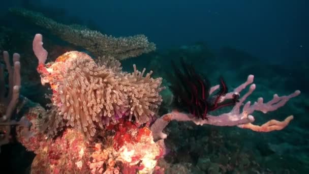 Acht Beam Koralen Bewegen Dankzij Onderwater Stromingen Oranje Vissen Malediven — Stockvideo