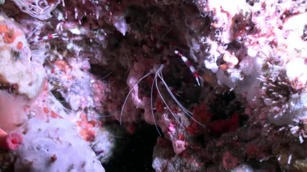 Grande Zebra Rosso Corallo Eremita Granchio Sott Acqua Maldive Primo — Video Stock