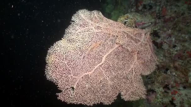 珊瑚水下背景暗蓝色的海水在马尔代夫的图片很好 由于珊瑚的独特性质 它们已经被研究了几千年 — 图库视频影像