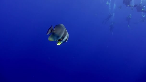 モルディブのダイバーのグループの前で青い水の中で貝を泳ぐ それには屈強な顎はないが 小さな魚を食べることができる — ストック動画