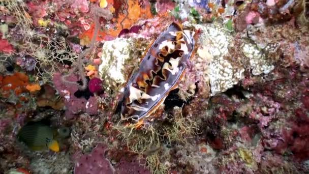 Tridacna Podwodnym Dnie Morza Oceanie Malediwach Tridacna Duże Gatunki Mięczaków — Wideo stockowe