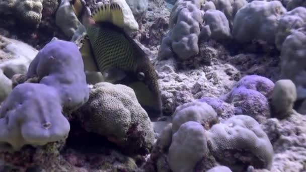 Enxame Globalista Pés Azuis Fundo Coral Subaquático Maldivas Close — Vídeo de Stock