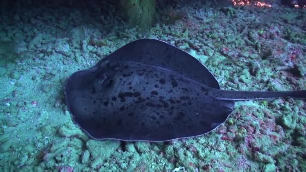 Tylna Samotna Płaszczka Schodzi Dno Podwodnego Oceanu Malediwach Czarne Plamki — Wideo stockowe