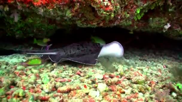 モルディブの水中海の底に沿って一匹のアカエイが泳いでいるのを発見した 黒い斑点のあるStingrayは 海で発見されたユニークな種類のレイで 特徴的な尾によって簡単に認識できます — ストック動画
