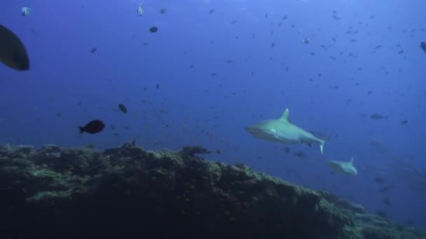 モルディブではペアリーフシャークが水中で素早く泳ぐ 彼らの貪欲な処分にもかかわらず サンゴ礁のサメは人間にとって非常に平和です 私たちは獲物として扱われるには大きすぎる — ストック動画