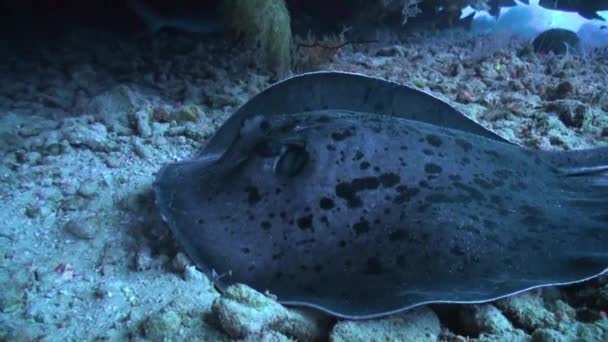 Płaszczka Schodzi Dno Podwodnego Oceanu Malediwach Czarne Plamki Stingray Unikalny — Wideo stockowe