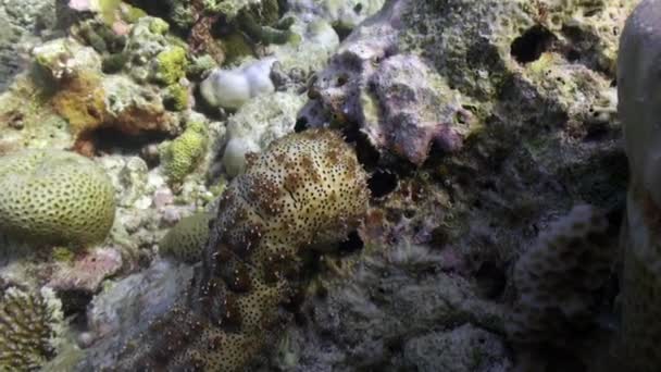 モルディブでゆっくりと水中に登るサンゴの上のサンゴ尿 ホロスリア Holothuria またはナマコやシーカプセルは エチノダーム属の無脊椎動物の一種である — ストック動画
