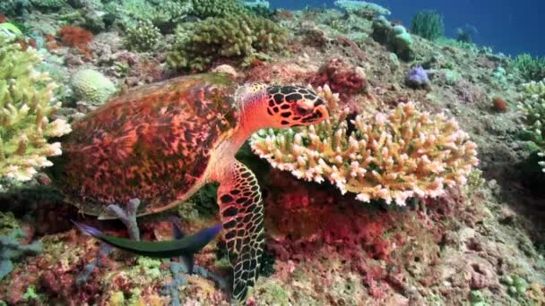 海龟在水下爬出珊瑚 在马尔代夫的特写镜头下游走了 海龟的移动速度一般较慢 但由于腿的进化 它们的移动速度较快 — 图库视频影像
