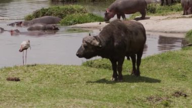 Kirli ve bulutlu bir gölde yüzen bir grup yaşlı su aygırı (Hippopotamus amfibi). Hayvanlar büyük vücutlarının aşırı ısınmasını önlemek için yüzerler, sadece kafaları ve sırtları öne çıkar..