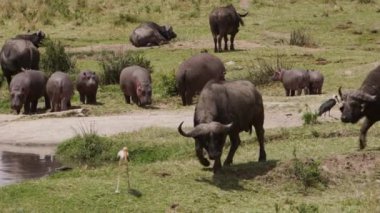 Bir grup su aygırı (Hippopotamus amfibi) nehir kıyısında yürürler ve ot yerler. Birçok küçük kırmızı gagalı öküzkakan (Buphagus erythrorynchus) su aygırlarının sırtından beslenir..
