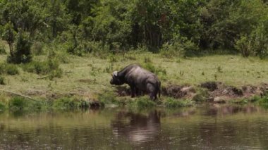 Kirli ve bulutlu bir gölde yüzen bir grup yaşlı su aygırı (Hippopotamus amfibi). Hayvanlar büyük vücutlarının aşırı ısınmasını önlemek için yüzerler, sadece kafaları ve sırtları öne çıkar..