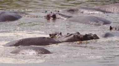 Kirli ve bulutlu bir gölde yüzen bir grup yaşlı su aygırı (Hippopotamus amfibi). Hayvanlar büyük vücutlarının aşırı ısınmasını önlemek için yüzerler, sadece kafaları ve sırtları öne çıkar..