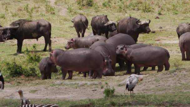 Cinghiale Famiglia Cerca Feed Erba Maasai Mara National Reserve Kenya — Video Stock