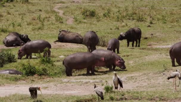 Group Hippos Hippopotamus Amphibius Walking River Bank Eating Grass ヒッポスの背部から食べる小さな赤札付きのオクスペッカー — ストック動画