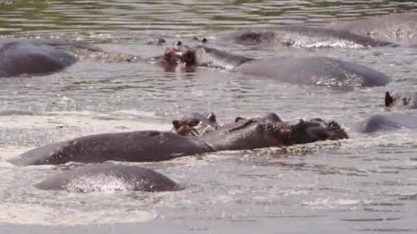 Skupina Starých Hrochů Hroch Obojživelný Plavající Špinavém Zamračeném Jezeře Zvířata — Stock video