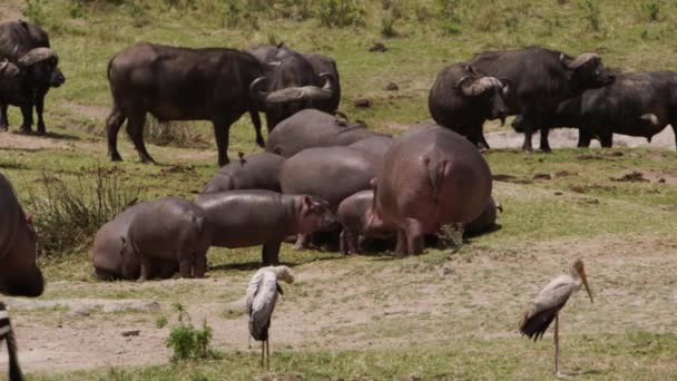 Group Hippos Hippopotamus Amphibius Walking River Bank Eating Grass Many — Stock Video