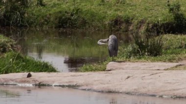 Kirli ve bulutlu bir gölde yüzen bir grup yaşlı su aygırı (Hippopotamus amfibi). Hayvanlar büyük vücutlarının aşırı ısınmasını önlemek için yüzerler, sadece kafaları ve sırtları öne çıkar..